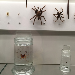 Check out the size of that tarantula!